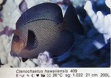 Ctenochaetus hawaiiensis